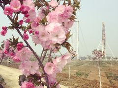 -金卉庄园