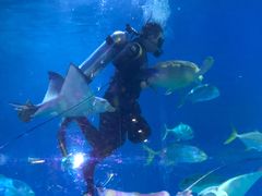 -烟台海昌鲸鲨海洋公园