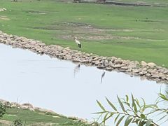 -北京麋鹿生态实验中心