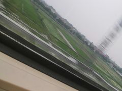 -枫林花海
