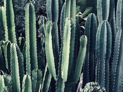 -三圣花乡旅游区