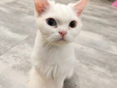 -楼上猫咖(罗湖店)
