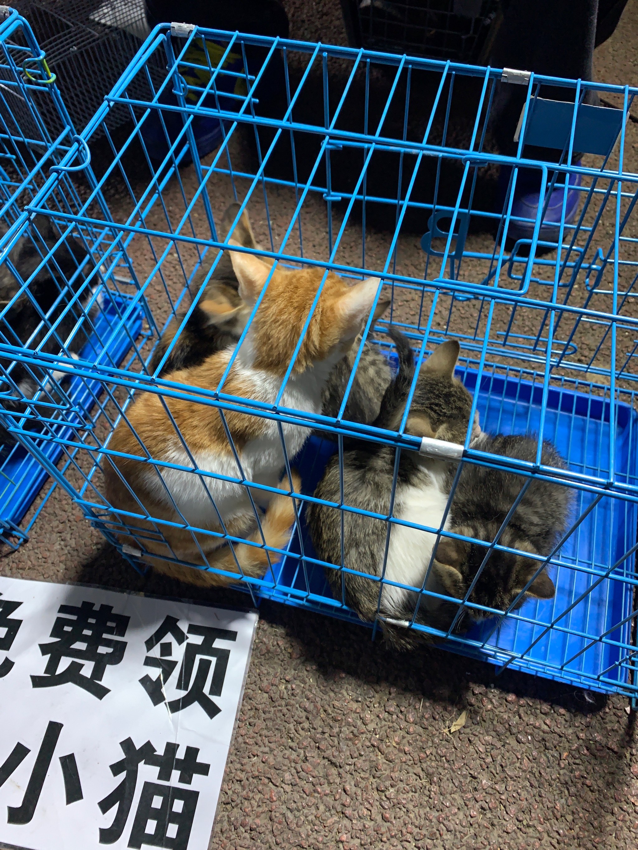 免费领养的小猫