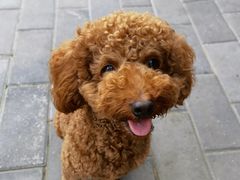 -宠福鑫康馨动物医院·骨科·眼科