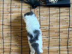 -楼上猫咖(罗湖店)