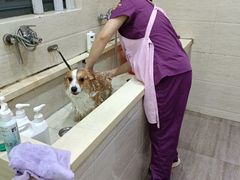 -暖阳宠物医院·犬猫康复中心·骨科