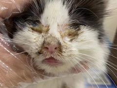 -萌兽医馆·犬猫专科·眼科中心·宠物医院(朝阳门分院)