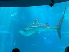 -大阪海游馆