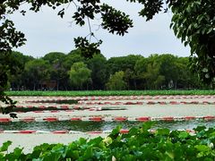 -金鸡湖桃花岛