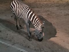 -清迈夜间动物园