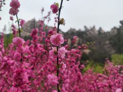 -北京凤凰岭