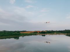 -空港花田景区