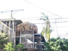 -Rainforest