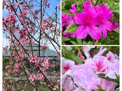 -中国科学院华南植物园