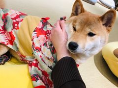 -逗柴咖啡屋·狗咖猫咖宠物桌游