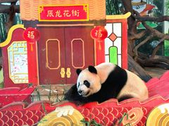 -广州长隆野生动物世界