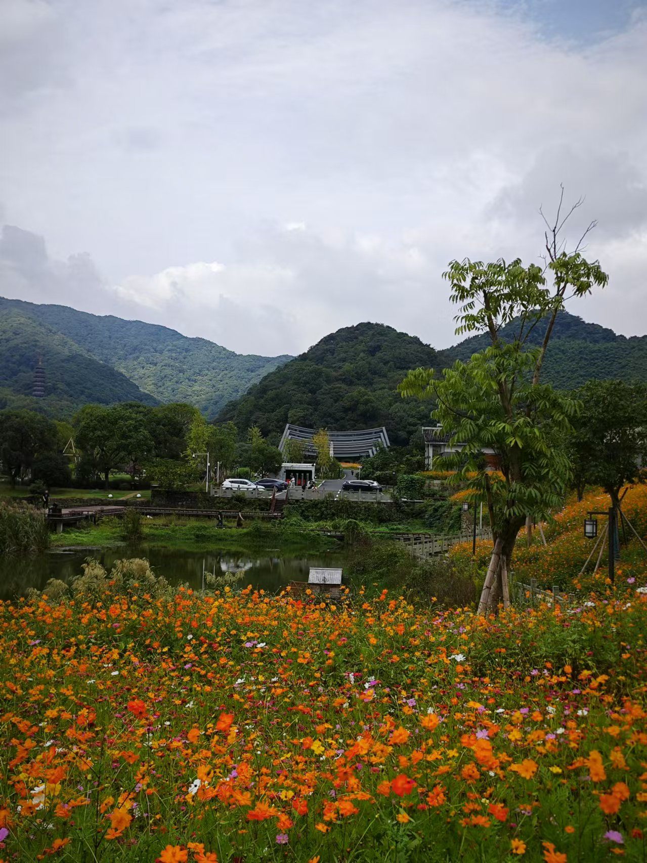 美丽的花海