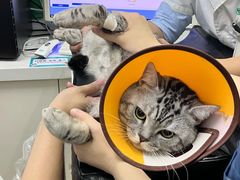 -瑞派动物医院·猫专科·至诚(江南中分院)