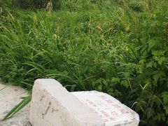 -才村湿地公园