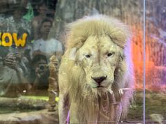 -清迈夜间动物园