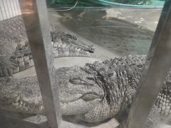 -新疆天山野生动物园