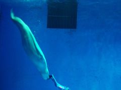 -芜湖新华联大白鲸海洋公园