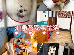 -美联众合动物医院·24h转诊中心