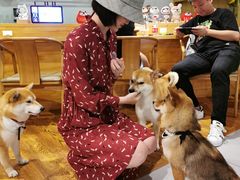 -柴务处·柴犬主题狗咖