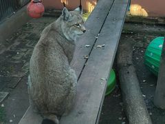 -青藏高原野生动物园