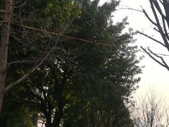 -重庆市江北嘴中央商务区中央公园