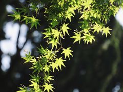 -嘉定紫藤园