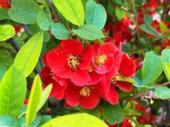 -海棠花溪(元大都城垣遗址公园)