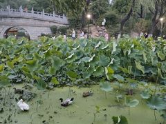 -莲湖公园