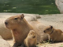 -北京野生动物园