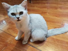 -猫小院猫主题餐厅(南锣旗舰店)