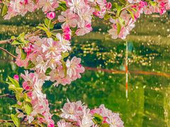 -海棠花溪(元大都城垣遗址公园)