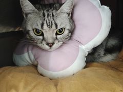 -瑞派福兴宠物医院犬猫全科·骨科·中西医结合(河东店)