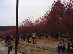 iphone_upload_pic-南国桃园旅游度假区