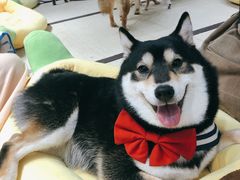 -逗柴咖啡屋·狗咖猫咖宠物桌游