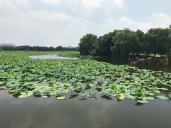 -荷塘月色湿地公园·向阳花洲