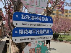 -莱阳濯村樱花园