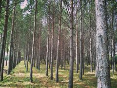 -塞罕坝国家级自然保护区