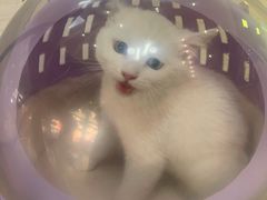 -芭比堂动物医院广州顽皮分院
