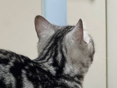 -瑞派长江宠物医院·猫科·外科·24小时夜护(谊城公寓分院)