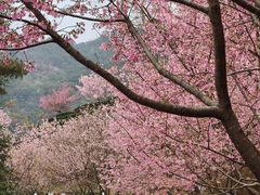 -灵光寺