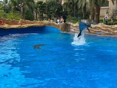 -帝企鹅自助餐厅•儿童岛•真企鹅(长隆企鹅酒店)