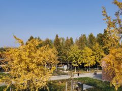 -大兴滨河森林公园