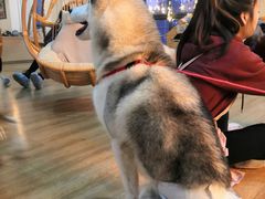 海参-Husky Go! 哈士奇体验馆·宠物咖啡厅狗咖