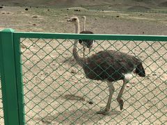 -新疆天山野生动物园