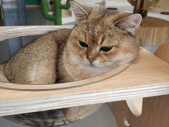 -飞行喵MR PILOT|猫舍·猫咖(静安大融城店)